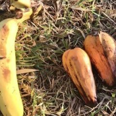 A ‘banana falsa’ que pode ser solução para alimentar milhões